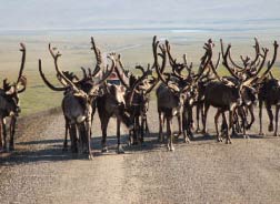 caribou herd