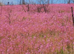 wildflowers